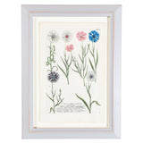 Weinmann Botanical Prints