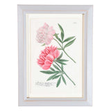 Weinmann Botanical Prints