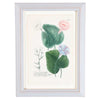 Weinmann Botanical Prints