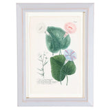 Weinmann Botanical Prints
