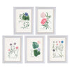Weinmann Botanical Prints