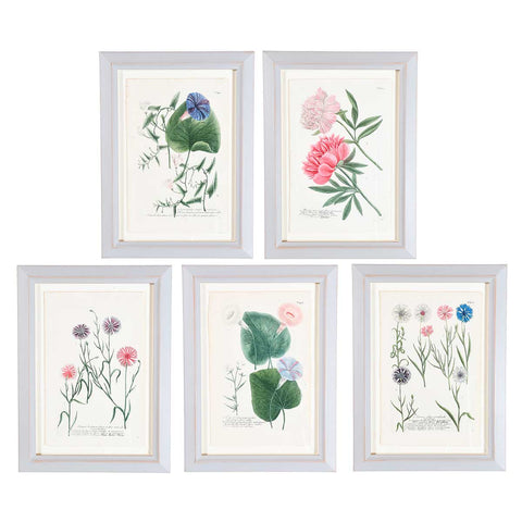 Weinmann Botanical Prints