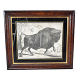 Bastiaan Stoopendaal Buffalo Engraving