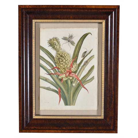 Print by Maria Sybilla Merian